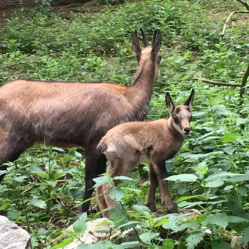 willingen-wildpark_2.jpeg